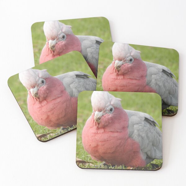 Item preview, Big Pink and Grey Cockatoo / Pink and Grey Galah  designed and sold by BushBirdPhotos.