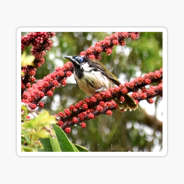 Item preview, Blue Faced Honeyeater Photography designed and sold by Digitaldingo.