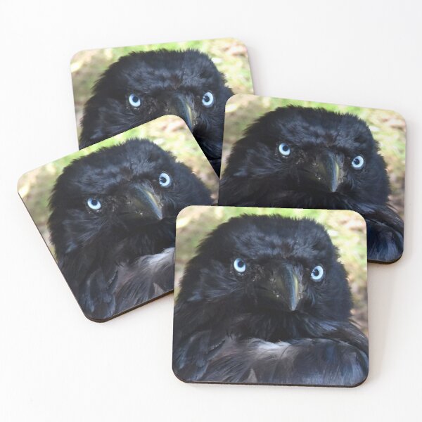 Item preview, Torresian Crow Photography designed and sold by Digitaldingo.