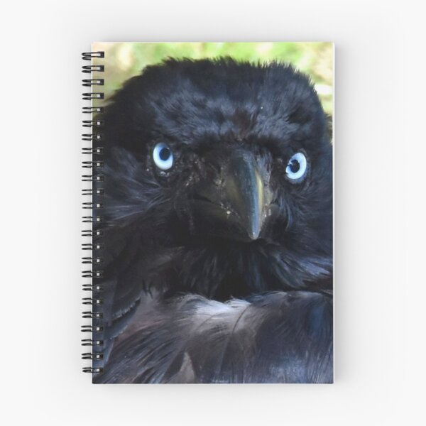 Item preview, Torresian Crow Photography designed and sold by Digitaldingo.