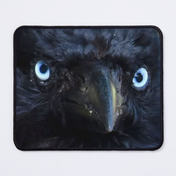 Item preview, Torresian Crow Photography designed and sold by Digitaldingo.