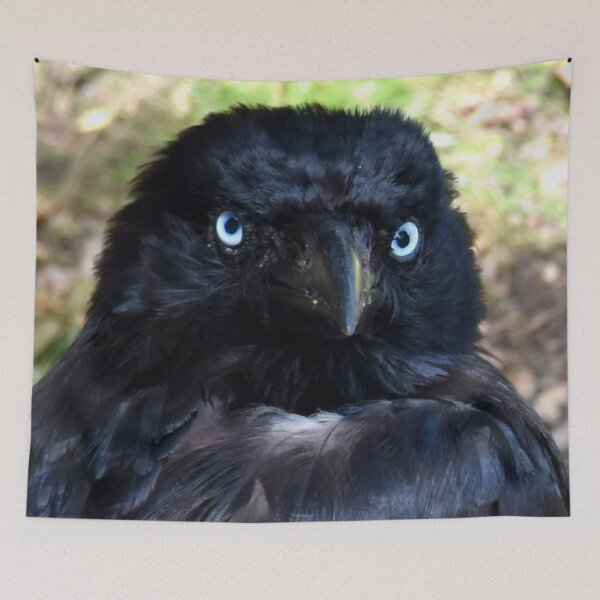 Item preview, Torresian Crow Photography designed and sold by Digitaldingo.
