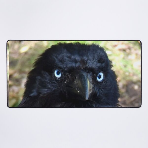 Item preview, Torresian Crow Photography designed and sold by Digitaldingo.