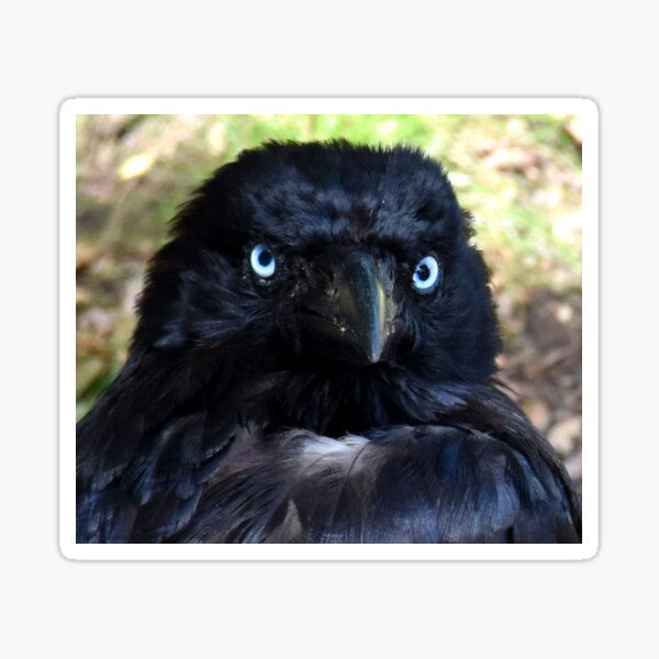 Item preview, Torresian Crow Photography designed and sold by Digitaldingo.