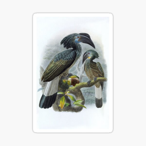 Item preview, Bushy-crested Hornbill (Anorrhinus galeritus) by John Gerrard Keuleman designed and sold by TheCurators.