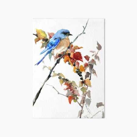 Field Guide 5x7 Canvas Eastern Bluebird