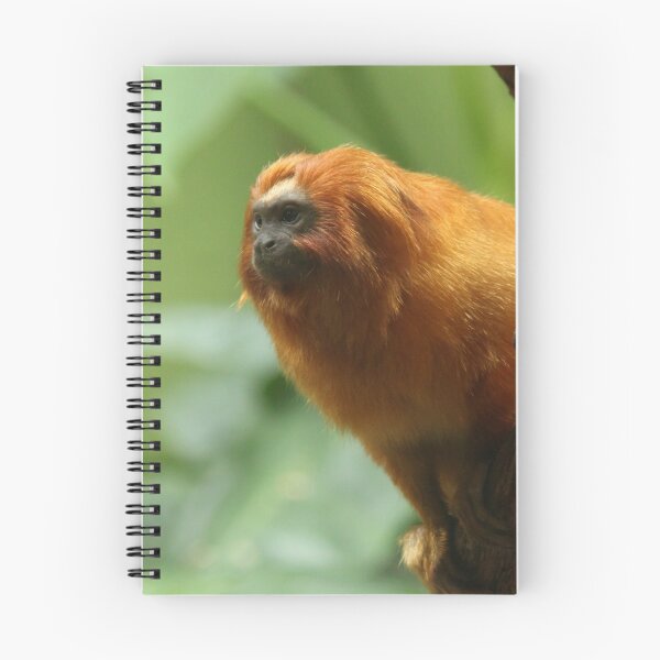 Item preview, Orange Monkey Photography Print designed and sold by griffingphoto.
