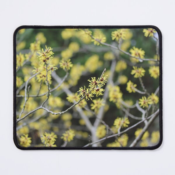 Item preview, Witch Hazel designed and sold by ASTRID EWING.