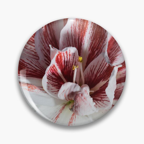 Item preview, Bright Nymph Amaryllis designed and sold by CameliaC.