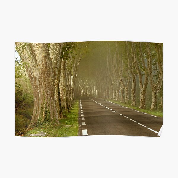Line of Trees Poster