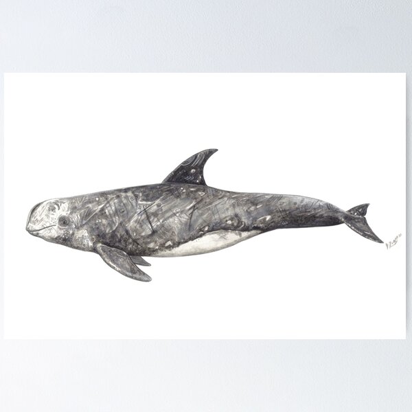 Item preview, Risso´s dolphin Grampus griseus designed and sold by chloeyzoard.