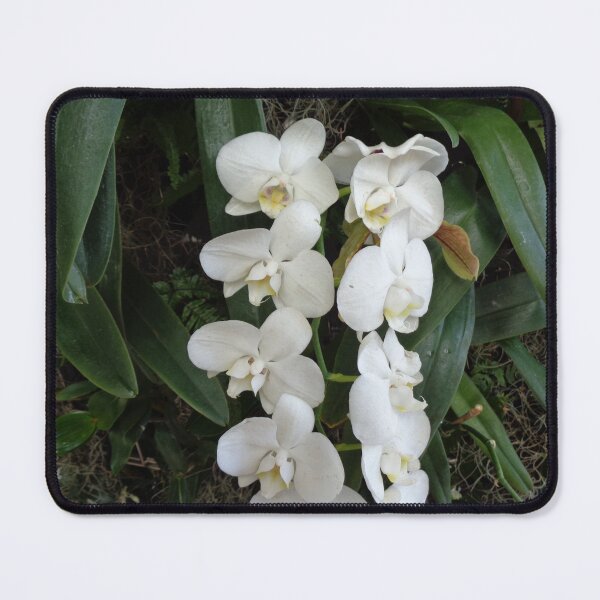 Item preview, White Moth Orchids 2 designed and sold by GardenArtworks.