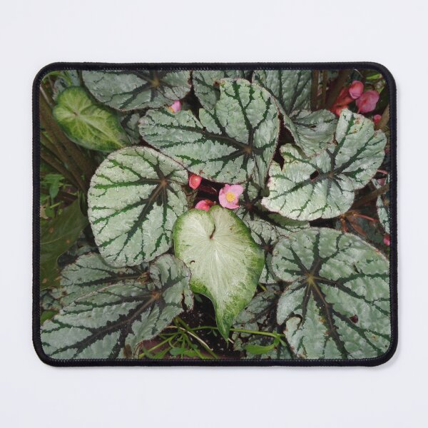 Item preview, Painted Leaf Begonia designed and sold by GardenArtworks.