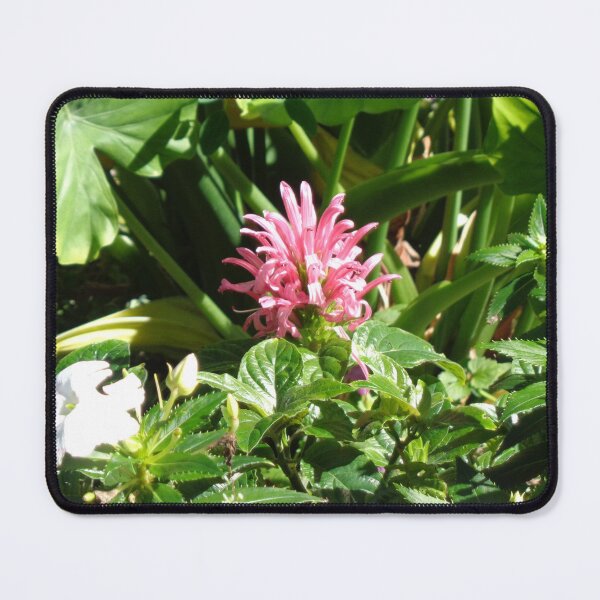 Item preview, Brazilian Plume designed and sold by GardenArtworks.