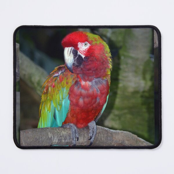 Item preview, Parrot designed and sold by Savannah Gibbs.