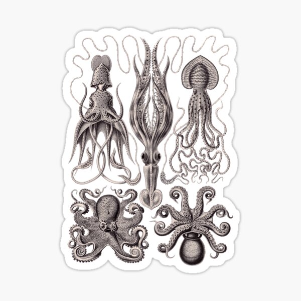 Item preview, Ernst Haeckel Gamochonia Octopus Lavender Grey designed and sold by aimeewilson.