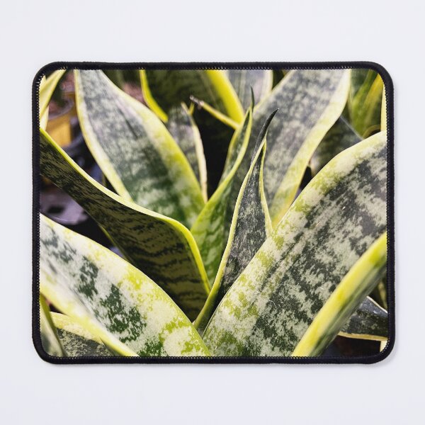Item preview, Snake Plant designed and sold by DanaAndTheBooks.