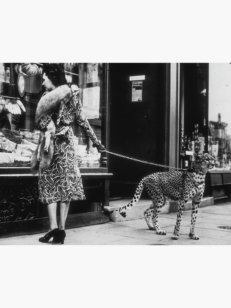 leopard on a leash