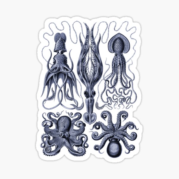 Item preview, Ernst Haeckel Gamochonia Octopus Indigo designed and sold by aimeewilson.