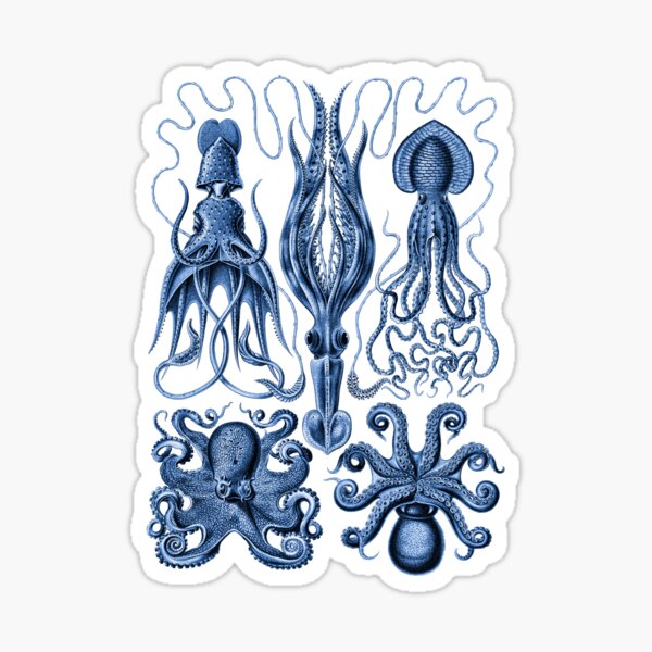 Item preview, Ernst Haeckel Gamochonia Octopus Cobalt designed and sold by aimeewilson.