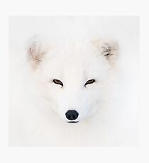 Polar Fox Photographic Print
