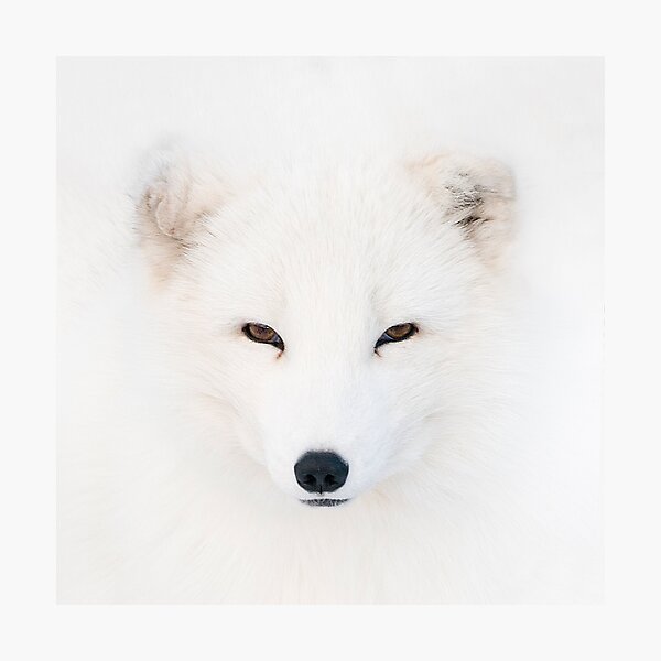 Polar Fox Photographic Print