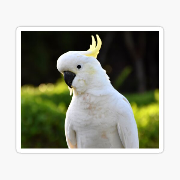 Item preview, Sulphur Crested Cockatoo Photography designed and sold by Digitaldingo.