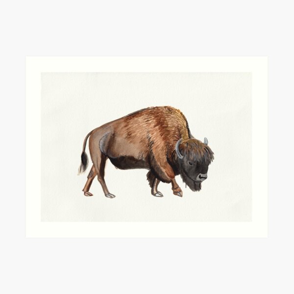 Watercolour American Bison Art Print