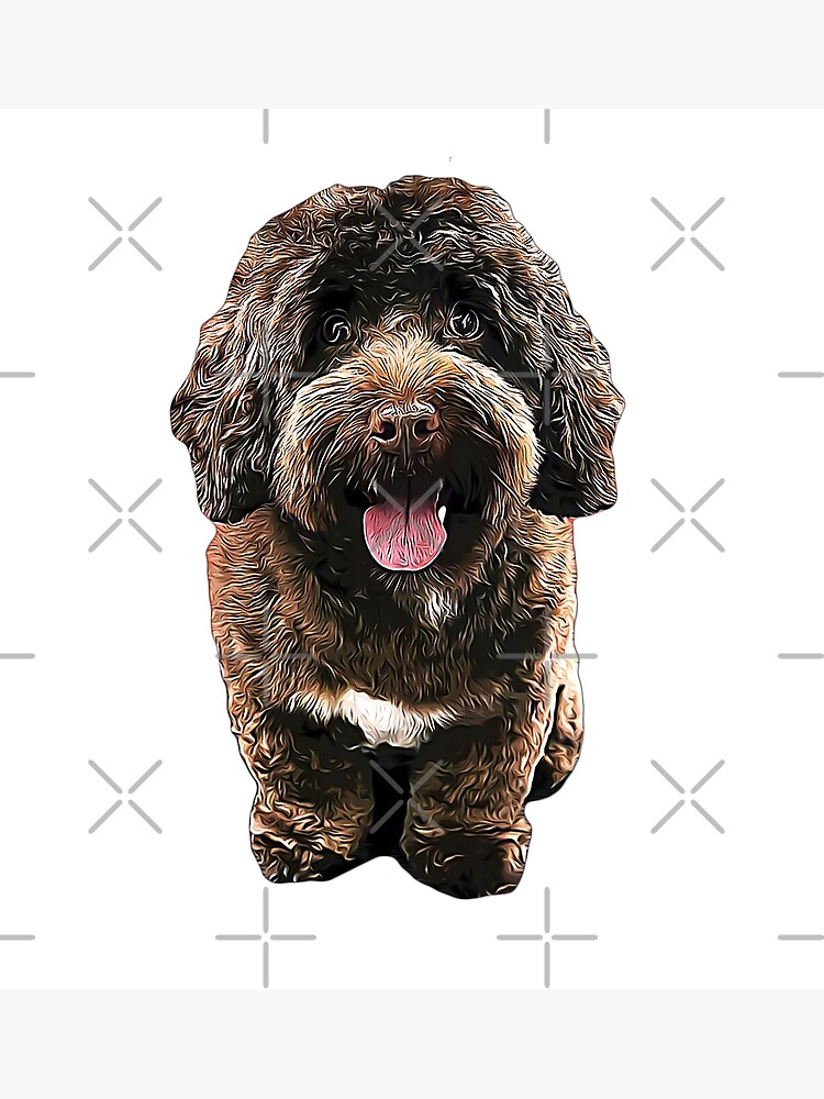 " Cockapoo Chocolate Goldendoodle Labradoodle Puppy Dog Poodle Mix