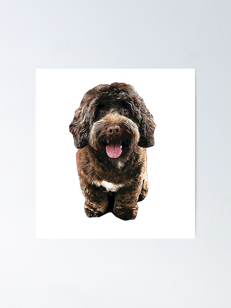 " Cockapoo Chocolate Goldendoodle Labradoodle Puppy Dog Poodle Mix