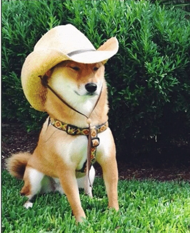 Shiba inu 2025 cowboy hat