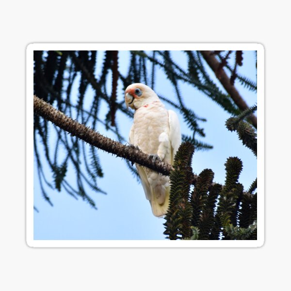 Item preview, Little Corella Photography designed and sold by Digitaldingo.