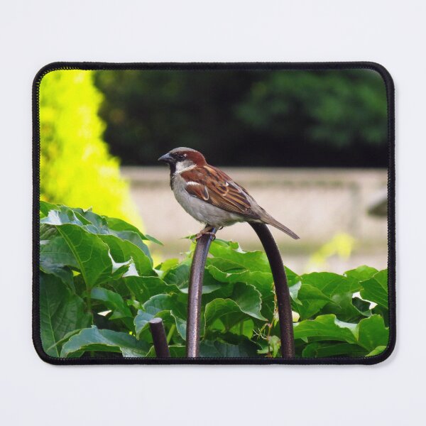 Item preview, Male House Sparrow designed and sold by BackyardBirder.