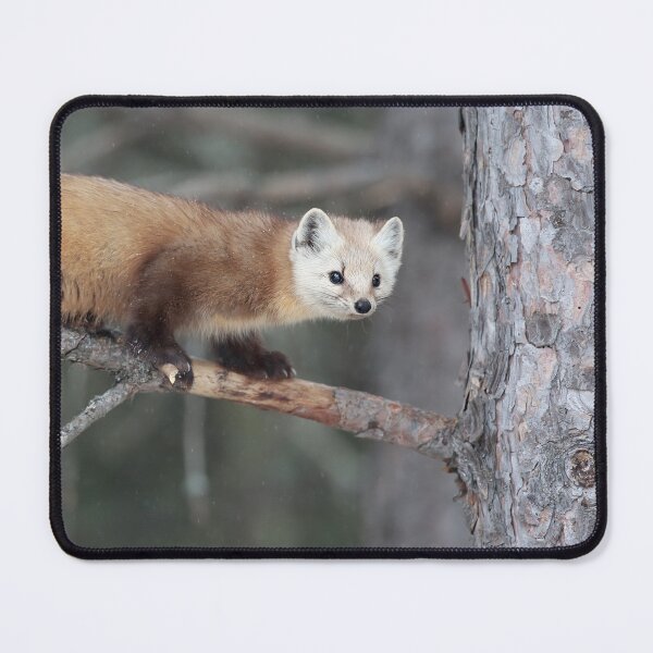 Item preview, American Marten (Pine Marten) designed and sold by mlorenz.