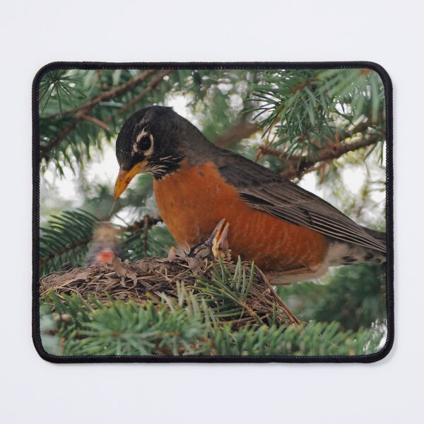 Item preview, Momma American Robin In Her Nest designed and sold by BackyardBirder.