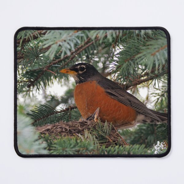 Item preview, Momma American Robin In Her Nest designed and sold by BackyardBirder.