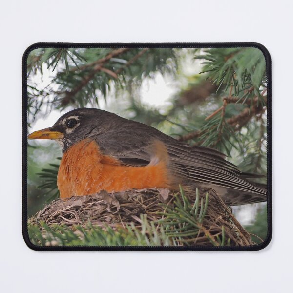 Item preview, American Robin In Her Nest designed and sold by BackyardBirder.