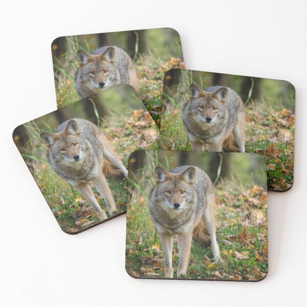 Item preview, Dangerous Coyote designed and sold by Gisele Bedard.