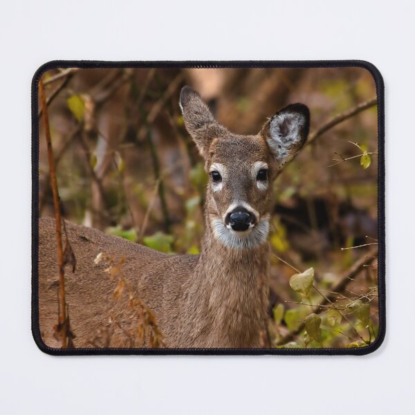 Item preview, Whitetailed deer designed and sold by Brad Chambers.