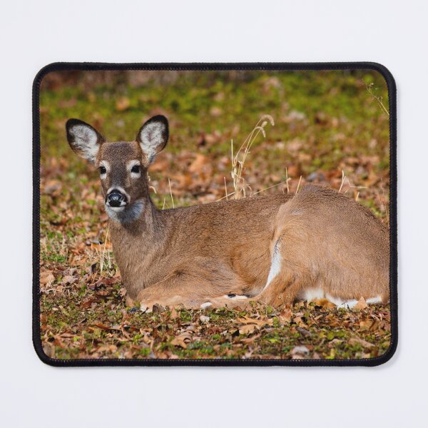 Item preview, White-tailed deer designed and sold by Brad Chambers.