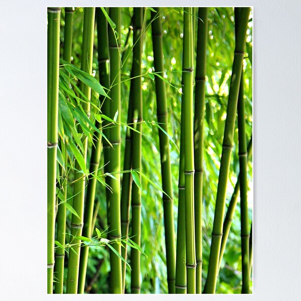 Bamboo Poster
