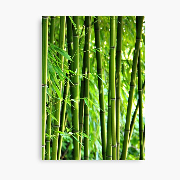 Bamboo Leinwanddruck