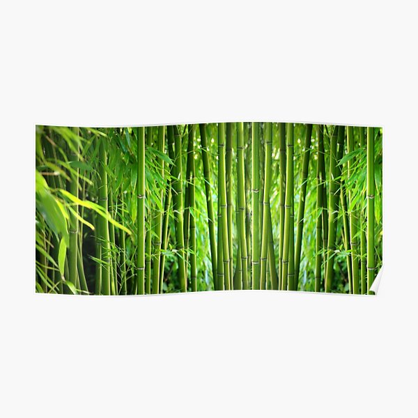 Bamboo Poster