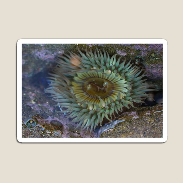 Item preview, Sea Anemone 1  designed and sold by heatherfriedman.