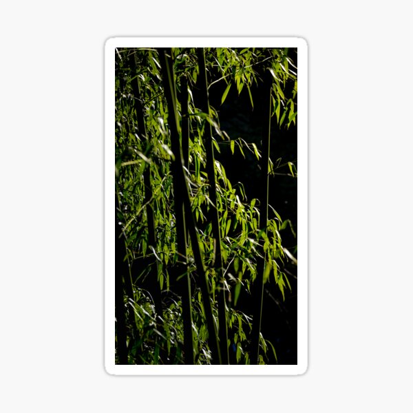 Bamboo sticks on dark background Sticker