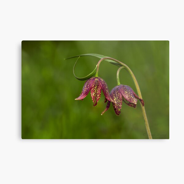 Aperçu de l'œuvre  CLIQUEZ "ICI": http: //www.flickr.com/photos/sandystewart/8675662850/in/photostream/lightbox/


Lys au chocolat (Fritillaria camshatcensis) est une espèce de fritillaire. Les lis au chocolat sont des fleurs sauvages et sont originaires d'Asie du Nord- créée et vendue par Sandy Hill.