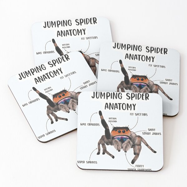 Item preview, Jumping Spider Anatomy designed and sold by Spinyflowerart.