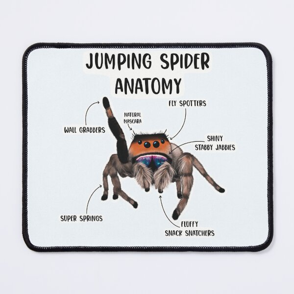 Item preview, Jumping Spider Anatomy designed and sold by Spinyflowerart.