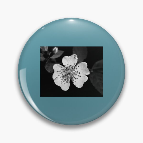 Item preview, Wild Rose- Black Sunshine IV      designed and sold by RuffledPine.