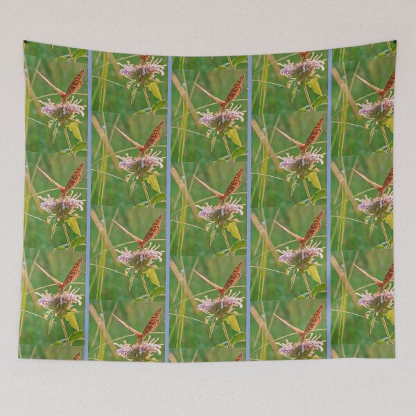 Item preview, Sunlight Feeder   designed and sold by RuffledPine.